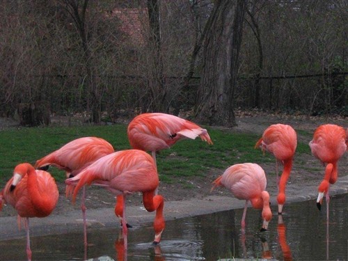 柏林動(dòng)物園