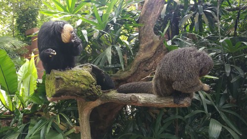 新加坡動物園